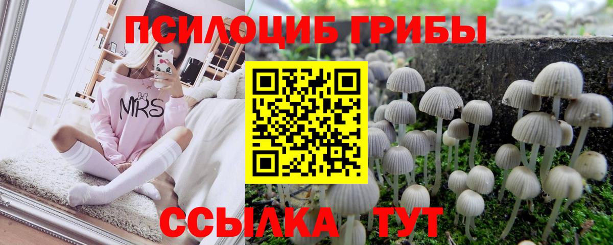Галлюциногенные грибы Psilocybe Сургут